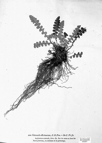 Asplenium ceterach image
